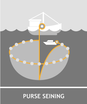 purse seining